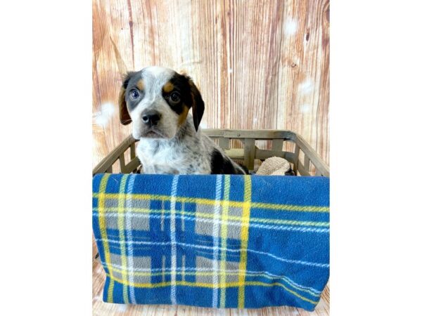 Beagle Mix DOG Male Black White / Tan 6385 Petland Ashland, Kentucky