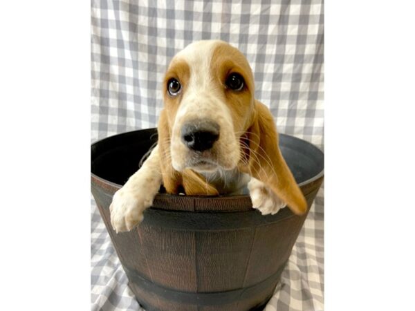 Basset Hound DOG Male Red / White 6387 Petland Ashland, Kentucky