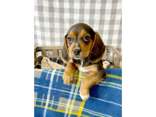 Beagle DOG Female Black / Tan 6388 Petland Ashland, Kentucky