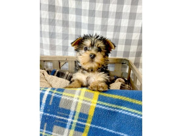 Silky Terrier DOG Male Black / Tan 6392 Petland Ashland, Kentucky