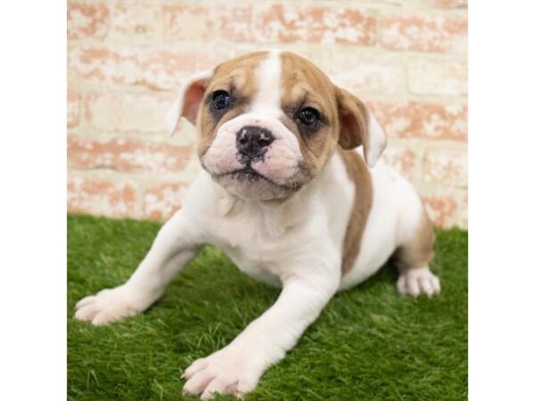 Olde Bulldog DOG Female Red / White 6397 Petland Ashland, Kentucky