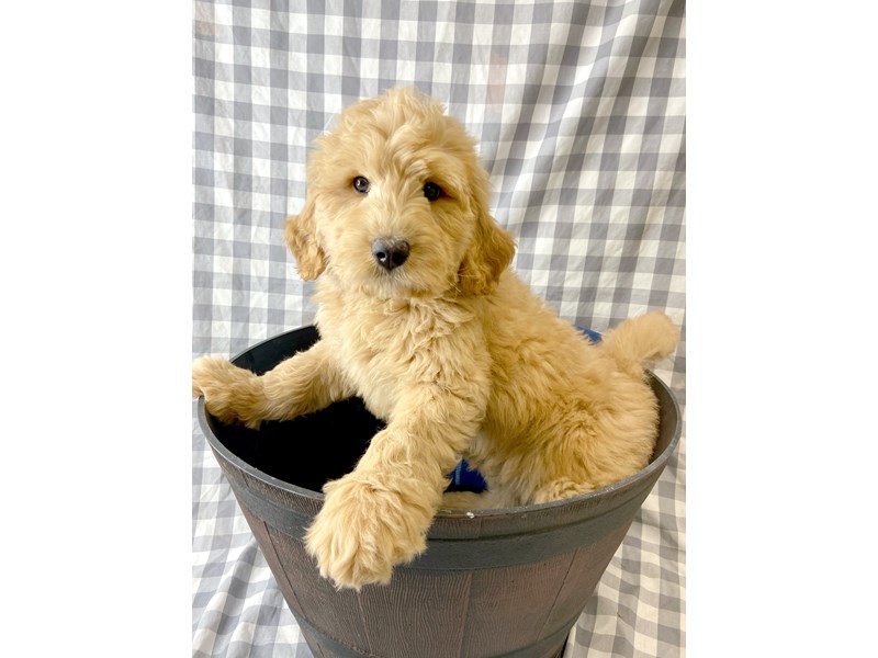 Goldendoodle Puppy Golden ID6401 Located at Petland Ashland, Kentucky