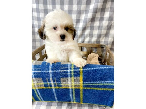 Teddy Bear DOG Female Gold / White 6398 Petland Ashland, Kentucky