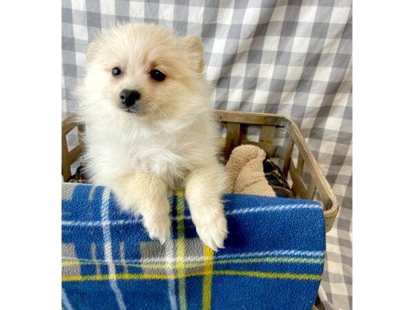 Pomeranian DOG Female Orange Sable 6406 Petland Ashland, Kentucky