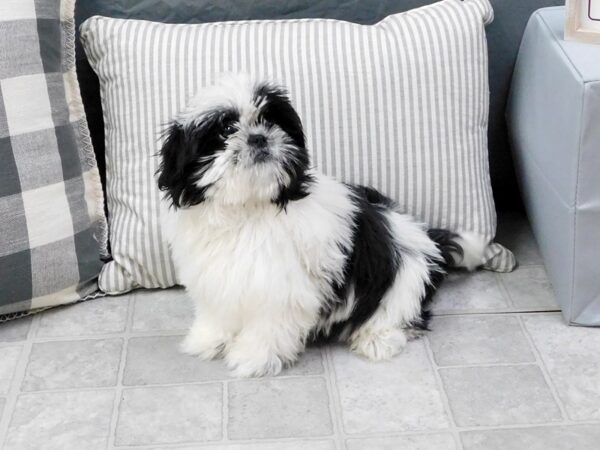 Shih Tzu DOG Male Black / White 6427 Petland Ashland, Kentucky