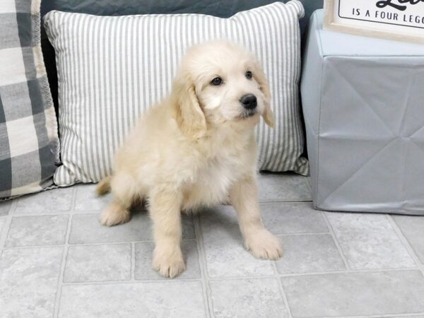 Poodle Mini/Golden Retriever DOG Male Red 6425 Petland Ashland, Kentucky