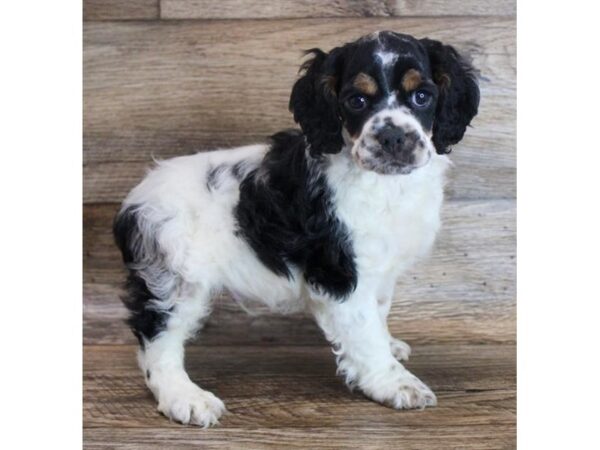 Cocker Spaniel DOG Male Black / White 6417 Petland Ashland, Kentucky