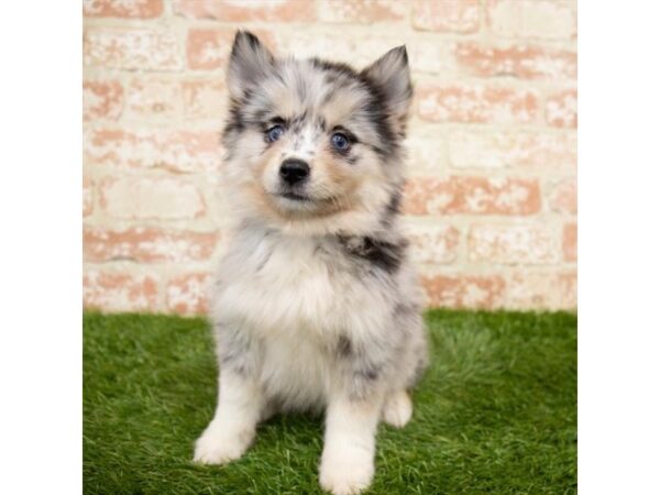 Pomsky 2nd Gen DOG Female Blue Merle 6409 Petland Ashland, Kentucky