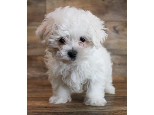 Maltese DOG Female White 6418 Petland Ashland, Kentucky