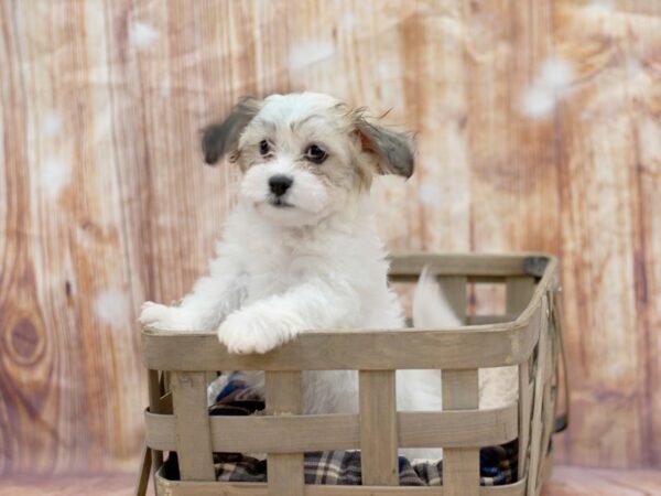 Teddy Bear DOG Female Tri Color 6394 Petland Ashland, Kentucky