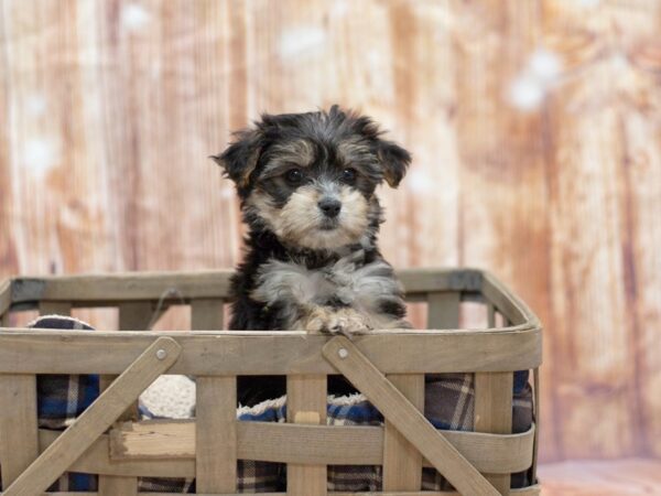 Yorkiepoo DOG Female Black / Tan 6399 Petland Ashland, Kentucky