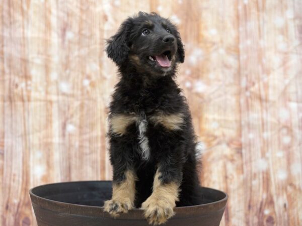 Aussiepoo-DOG-Male-Black / Tan-6400-Petland Ashland, Kentucky