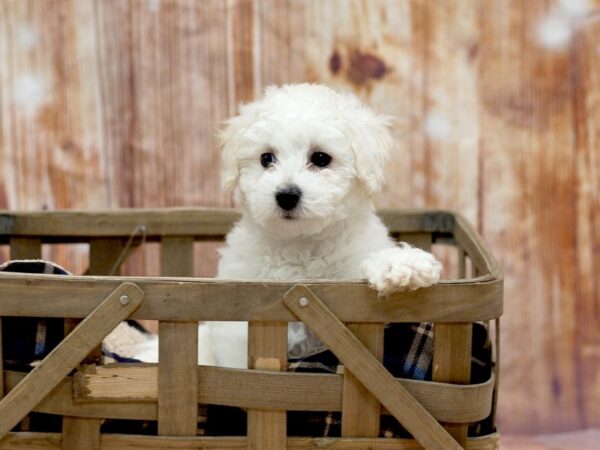 Bichon Frise DOG Female White 6402 Petland Ashland, Kentucky