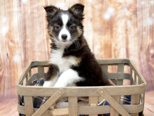 Miniature Australian Shepherd DOG Female Black 6405 Petland Ashland, Kentucky