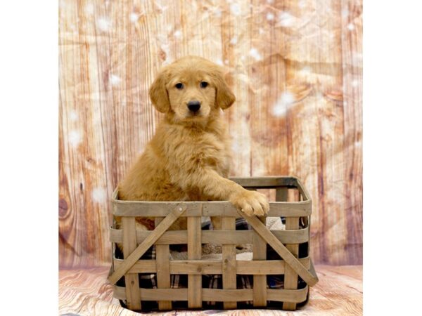 Golden Retriever DOG Female Golden 6407 Petland Ashland, Kentucky