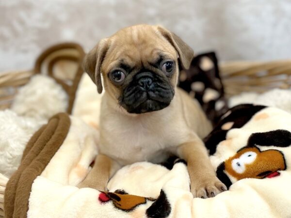 Pug DOG Male Fawn 6421 Petland Ashland, Kentucky