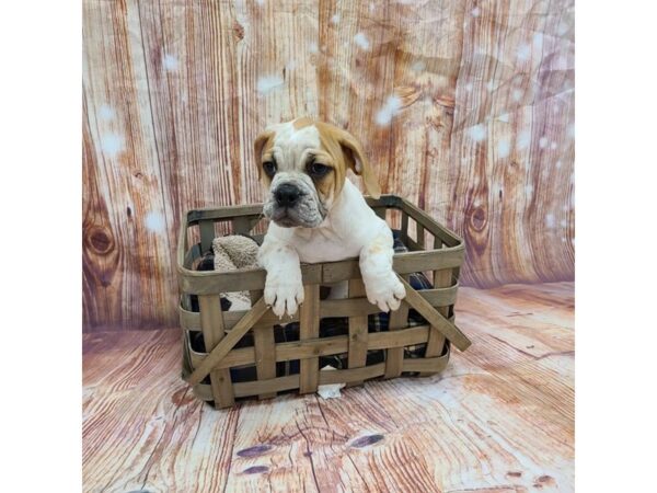 Bulldog/Beagle DOG Male 6420 Petland Ashland, Kentucky