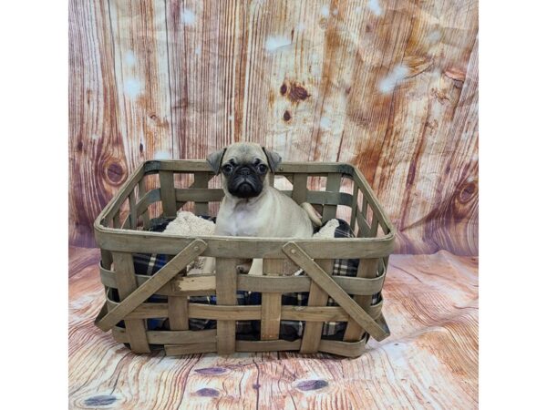 Puggle-DOG-Female-Fawn-6414-Petland Ashland, Kentucky