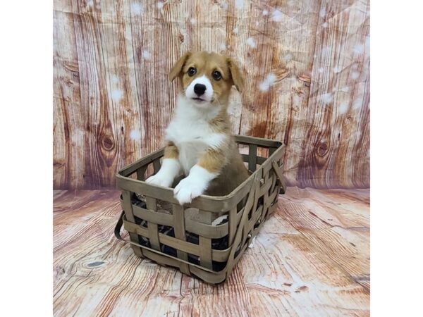 Pembroke Welsh Corgi DOG Female Red / White 6411 Petland Ashland, Kentucky