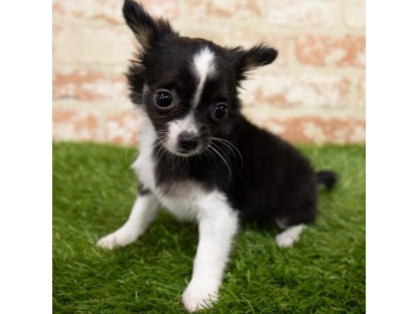 Chihuahua DOG Female Black White / Tan 6423 Petland Ashland, Kentucky