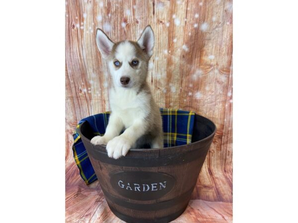 Siberian Husky DOG Female Red / White 6413 Petland Ashland, Kentucky