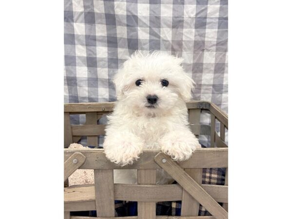 ShizaPoo DOG Female White 6422 Petland Ashland, Kentucky