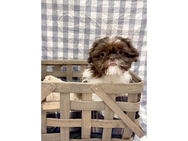 Shih Tzu DOG Male Liver / White 6424 Petland Ashland, Kentucky