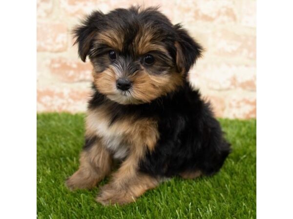 Yorkshire Terrier DOG Female Black / Tan 6433 Petland Ashland, Kentucky