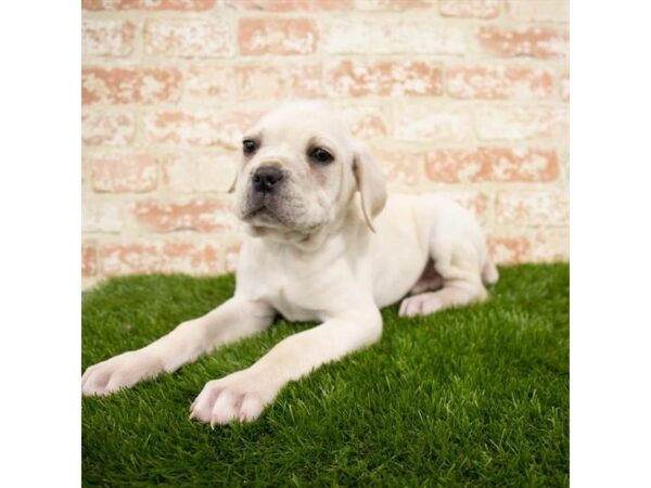 Cane Corso DOG Male White 6431 Petland Ashland, Kentucky