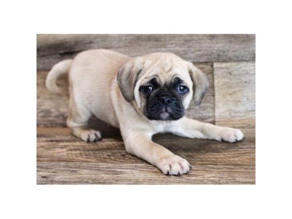 Pug/Puggle DOG Female Fawn 6434 Petland Ashland, Kentucky