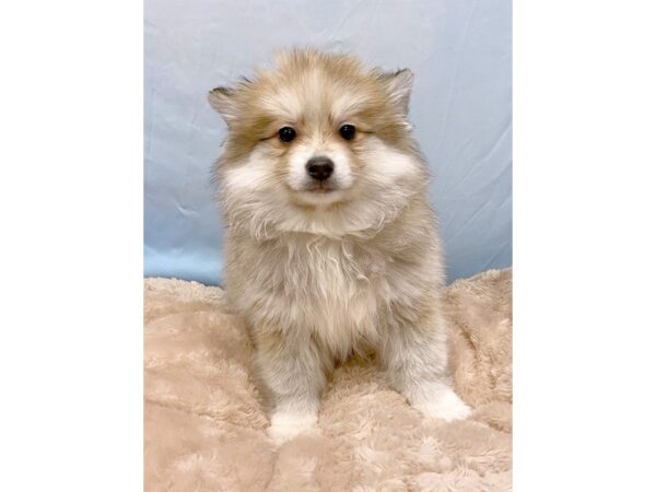 Pomsky 2nd Gen DOG Female Orange Sable 6429 Petland Ashland, Kentucky