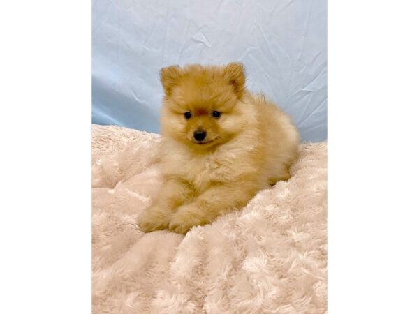 Pomeranian DOG Male Red 6432 Petland Ashland, Kentucky