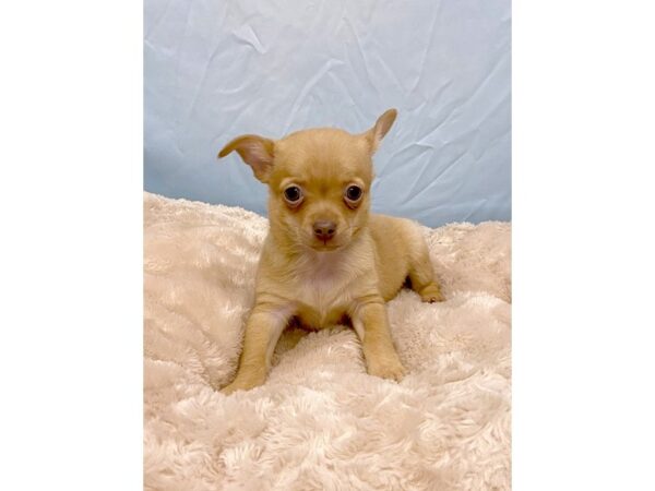 Chihuahua DOG Male Fawn 6436 Petland Ashland, Kentucky