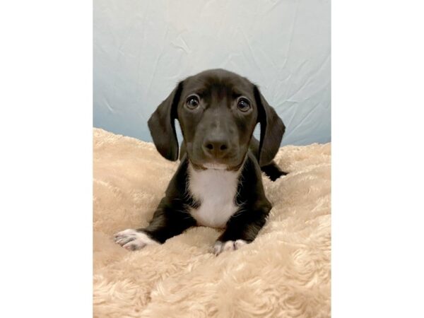 Dachshund DOG Male Black 6441 Petland Ashland, Kentucky