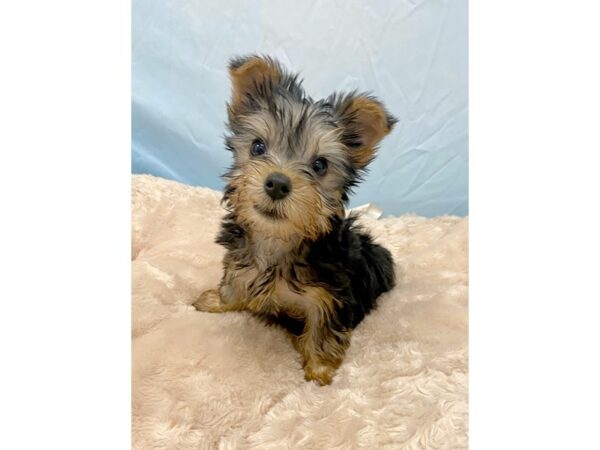 Silky Terrier DOG Male Black / Tan 6440 Petland Ashland, Kentucky