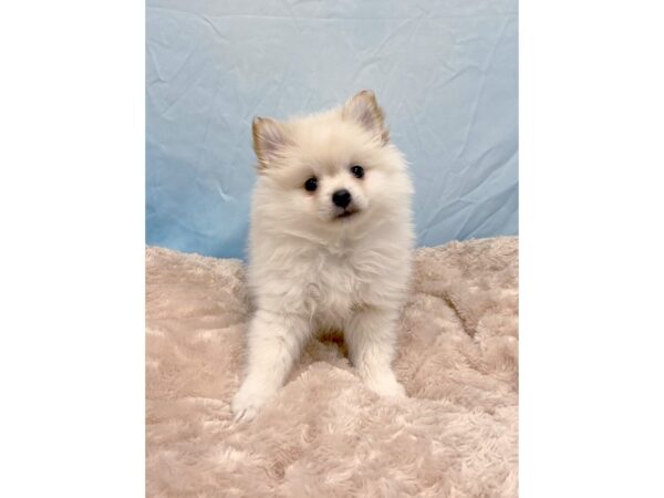 Pomeranian DOG Female Orange 6439 Petland Ashland, Kentucky