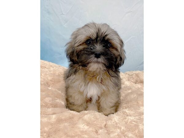 Lhasa Apso-DOG-Male-Grizzle-6438-Petland Ashland, Kentucky