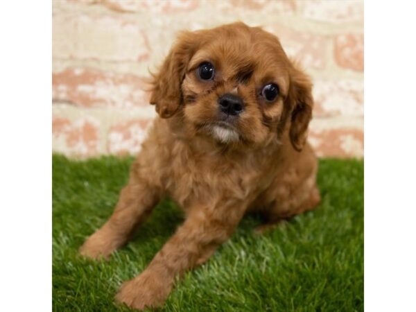 Cavalier King Charles Spaniel DOG Female Ruby 6443 Petland Ashland, Kentucky