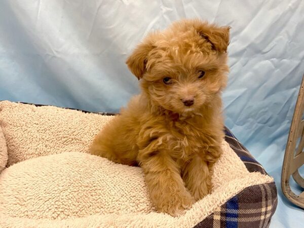 Poodle/Pomeranian DOG Male Cream 6449 Petland Ashland, Kentucky