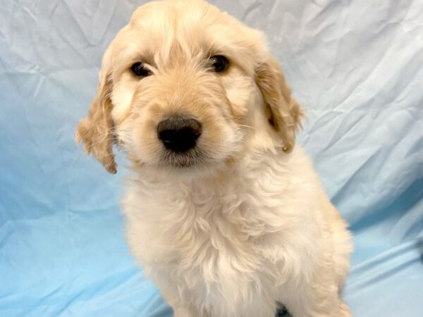 Goldendoodle 2nd Gen DOG Male Light Golden 6451 Petland Ashland, Kentucky