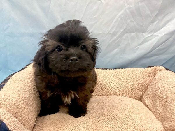 ShizaPoo DOG Female Black / Brindle 6454 Petland Ashland, Kentucky