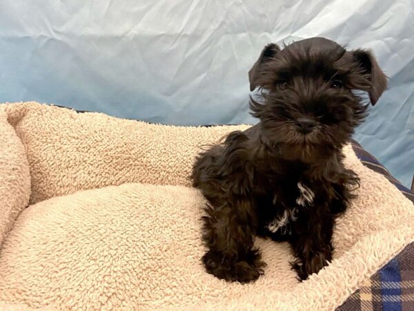 Miniature Schnauzer DOG Female Black 6456 Petland Ashland, Kentucky