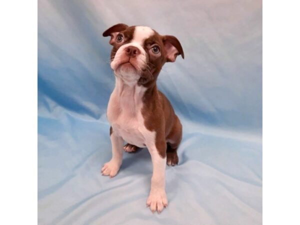 Boston Terrier DOG Female Seal Brindle / White 6455 Petland Ashland, Kentucky