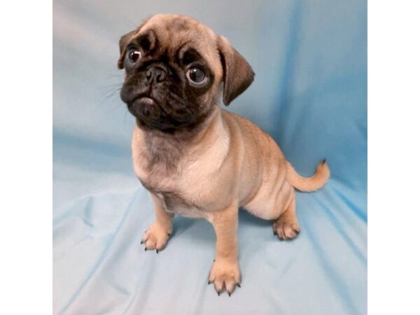 Pug DOG Female Fawn 6453 Petland Ashland, Kentucky