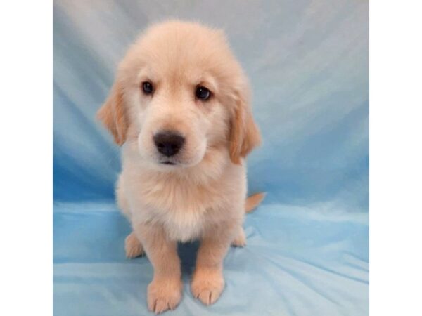 Golden Retriever DOG Female Golden 6450 Petland Ashland, Kentucky