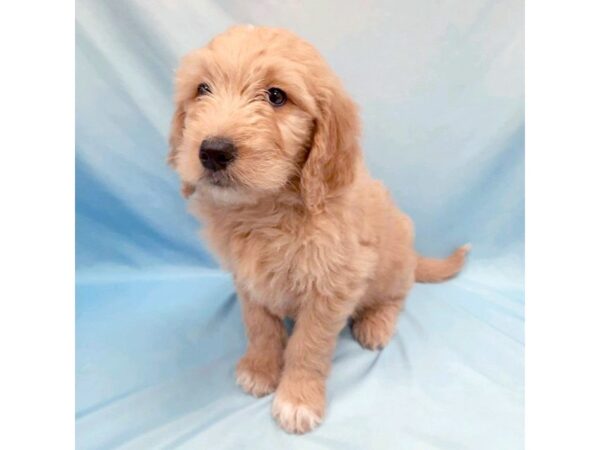 Goldendoodle DOG Male DARK RED 6448 Petland Ashland, Kentucky