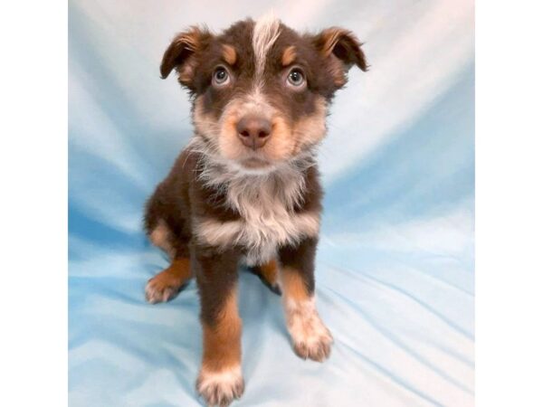 Australian Shepherd DOG Male RED MERLE 6447 Petland Ashland, Kentucky