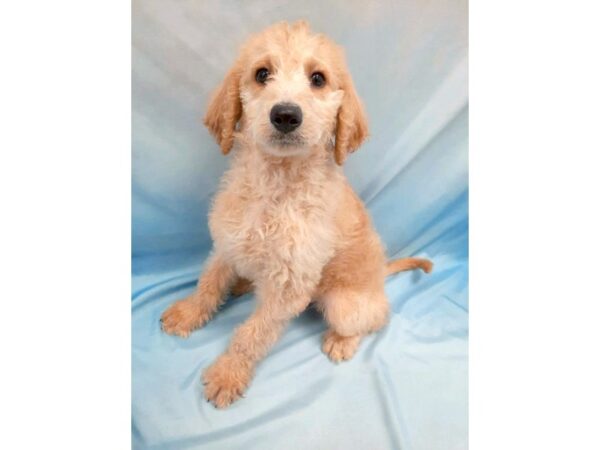 Labradoodle-DOG-Male-Yellow-6446-Petland Ashland, Kentucky