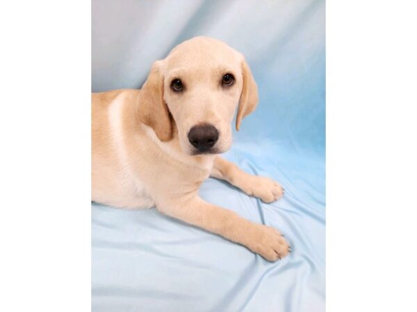 Labrador Retriever DOG Male Yellow 6444 Petland Ashland, Kentucky