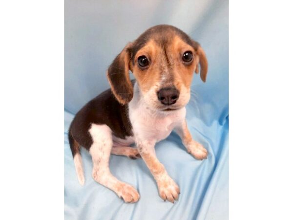 Beagle DOG Male Black White / Tan 6430 Petland Ashland, Kentucky